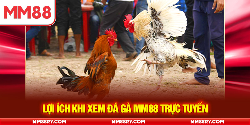 Lợi ích khi xem đá gà MM88 trực tuyến